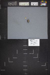 Dissingia leucomelaena image
