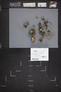 Dissingia leucomelaena image