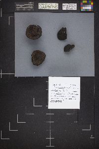 Daldinia concentrica image