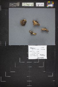 Legaliana badia image