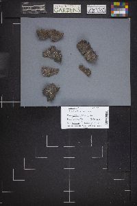 Thumbnail image of current specimen