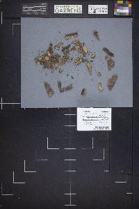 Lachnum virgineum image