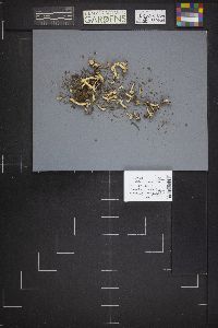 Helvella latispora image
