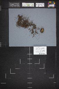 Humaria hemisphaerica image
