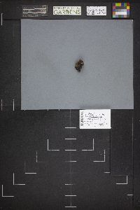 Legaliana badia image