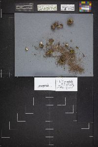 Dissingia leucomelaena image