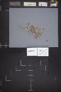 Dasyscyphus populicola image