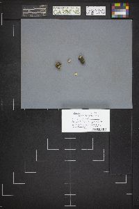 Geopyxis vulcanalis image