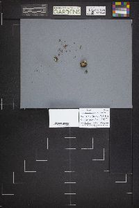 Dissingia leucomelaena image
