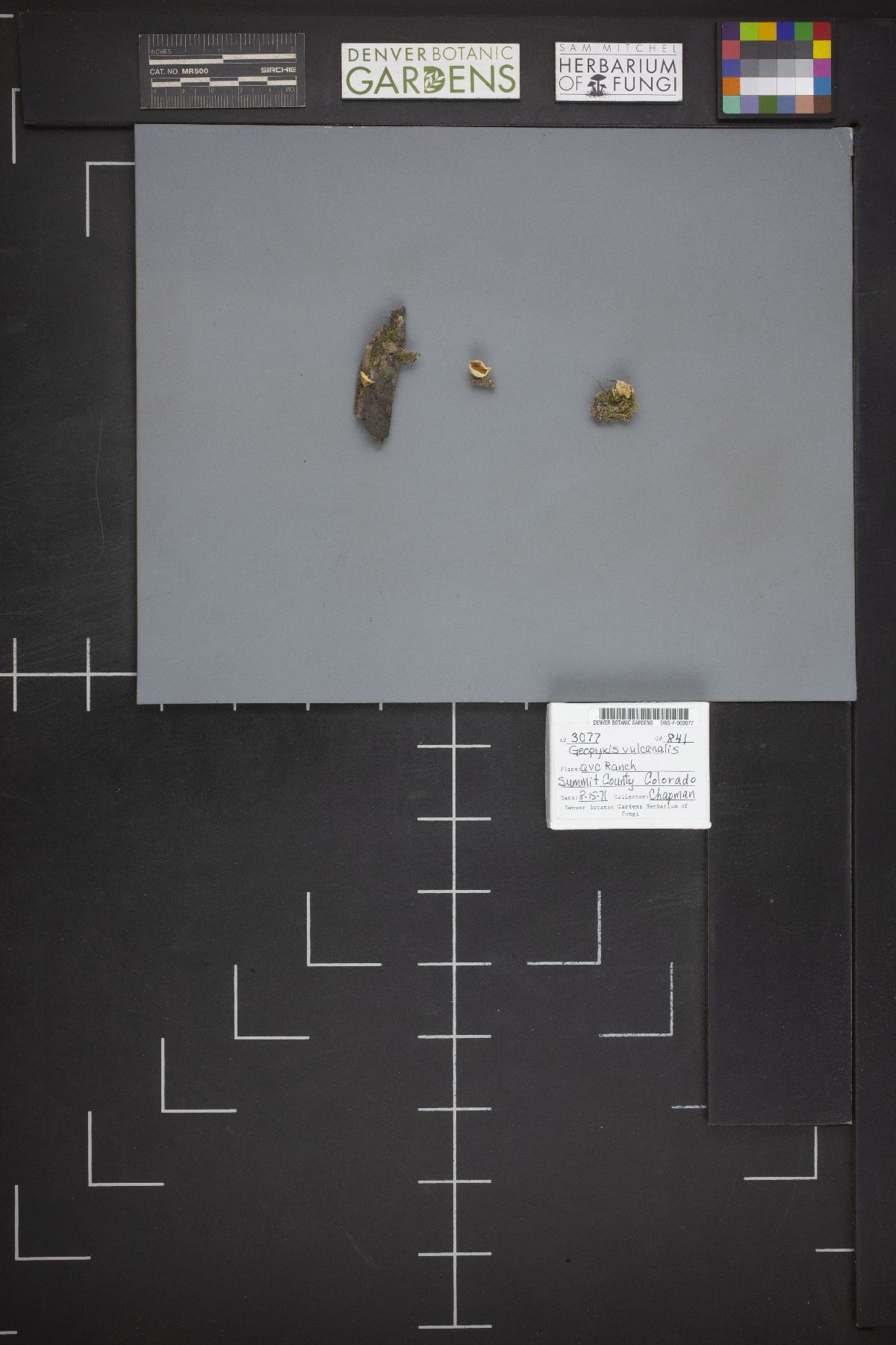 Geopyxis vulcanalis image