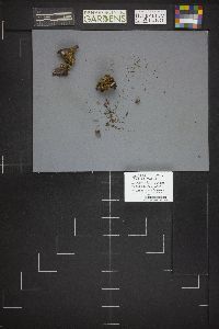 Legaliana badia image