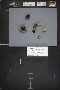 Image Associated With the Occurrence