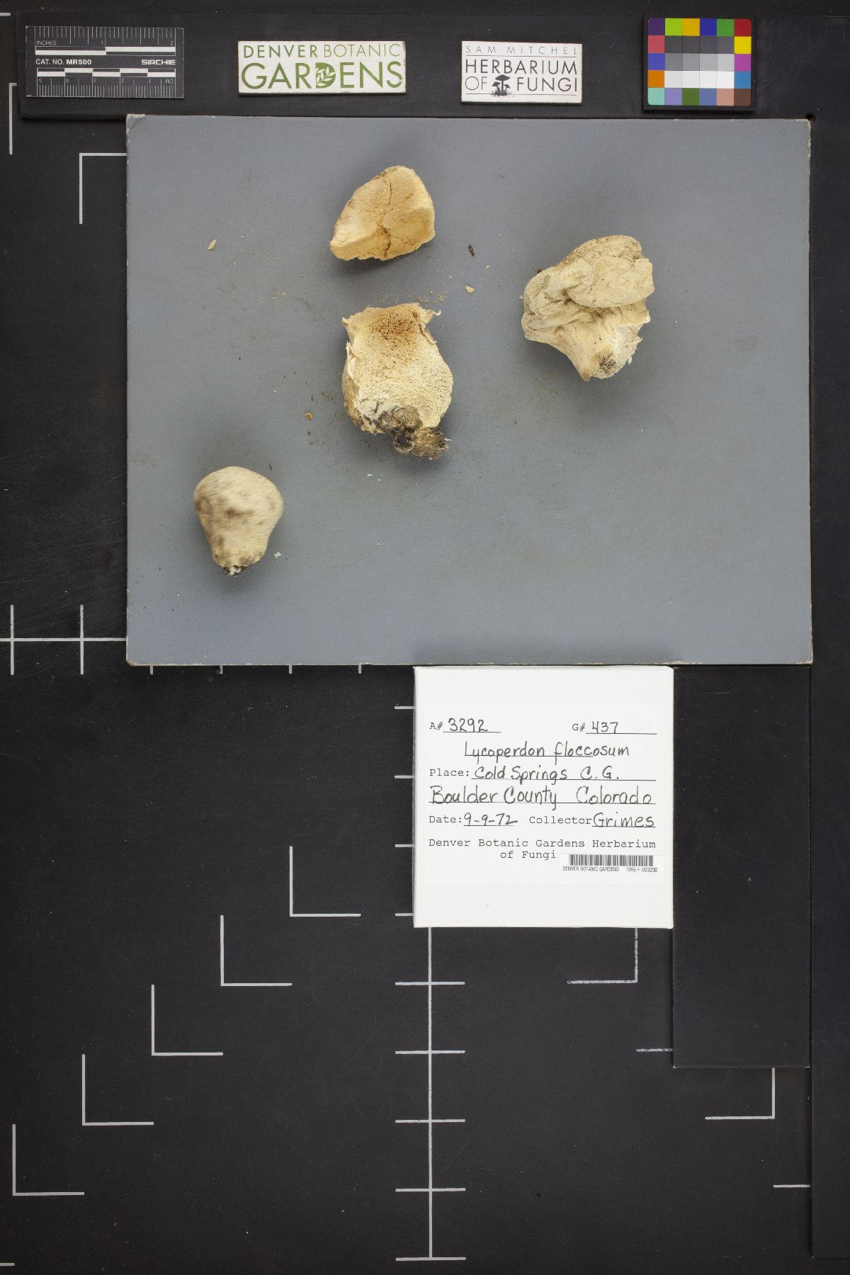 Lycoperdon floccosum image