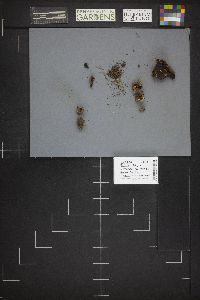 Legaliana badia image