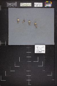 Tulostoma brumale image