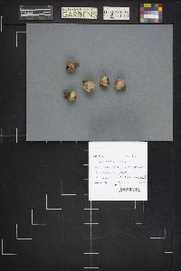 Thumbnail image of current specimen