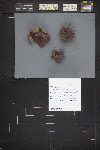Calvatia cyathiformis f. fragilis image