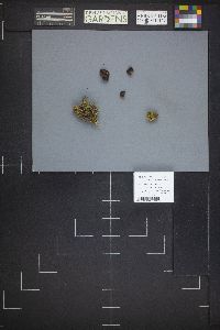 Gyromitra macrospora image