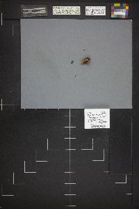 Legaliana badia image