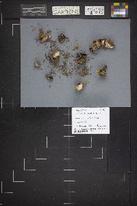 Dissingia leucomelaena image