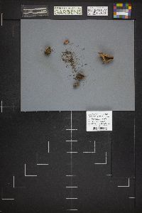 Legaliana badia image