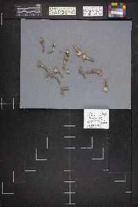 Tulostoma brumale image