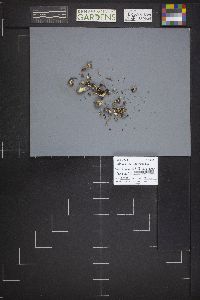 Dissingia leucomelaena image