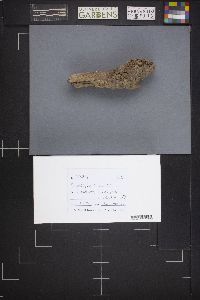 Capitotricha bicolor image