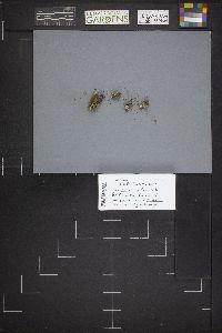 Dissingia leucomelaena image