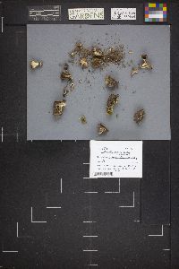 Dissingia leucomelaena image
