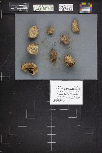 Chlorophyllum agaricoides image