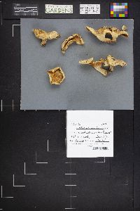 Lactarius torminosus image