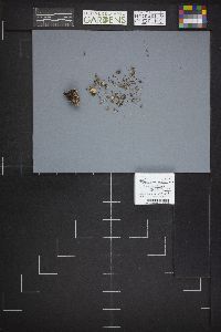 Microstoma protractum image