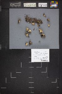 Dissingia leucomelaena image