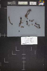 Cordyceps militaris image