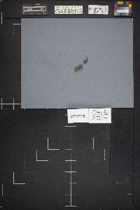 Chlorociboria aeruginosa image