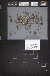Helvella latispora image