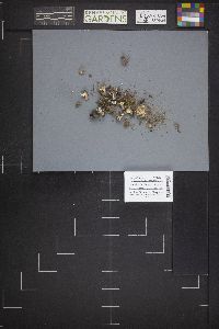Dissingia leucomelaena image