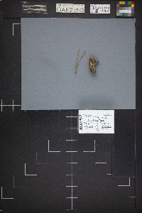 Cudonia circinans image