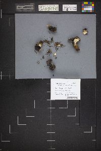Dissingia leucomelaena image