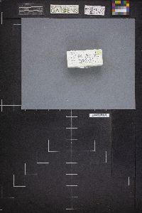 Arcyria cinerea (d3) image