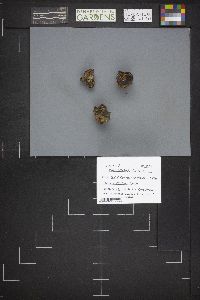 Caloscypha fulgens image