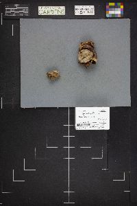 Geastrum triplex image