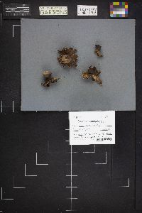 Geastrum limbatum image