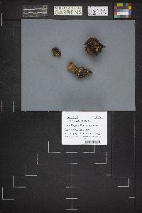 Legaliana badia image