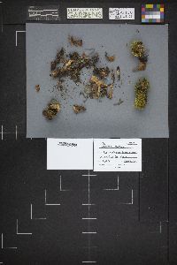 Legaliana badia image