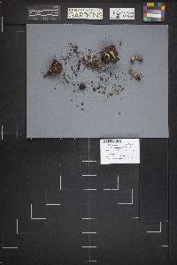 Helvella lacunosa image