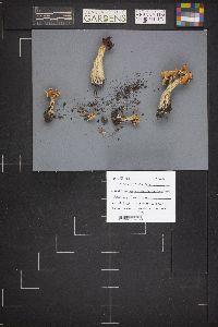 Helvella crispa image
