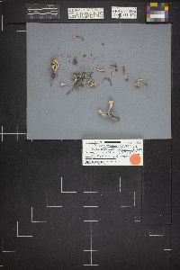 Microstoma protractum image
