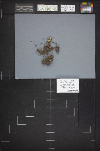 Caloscypha fulgens image